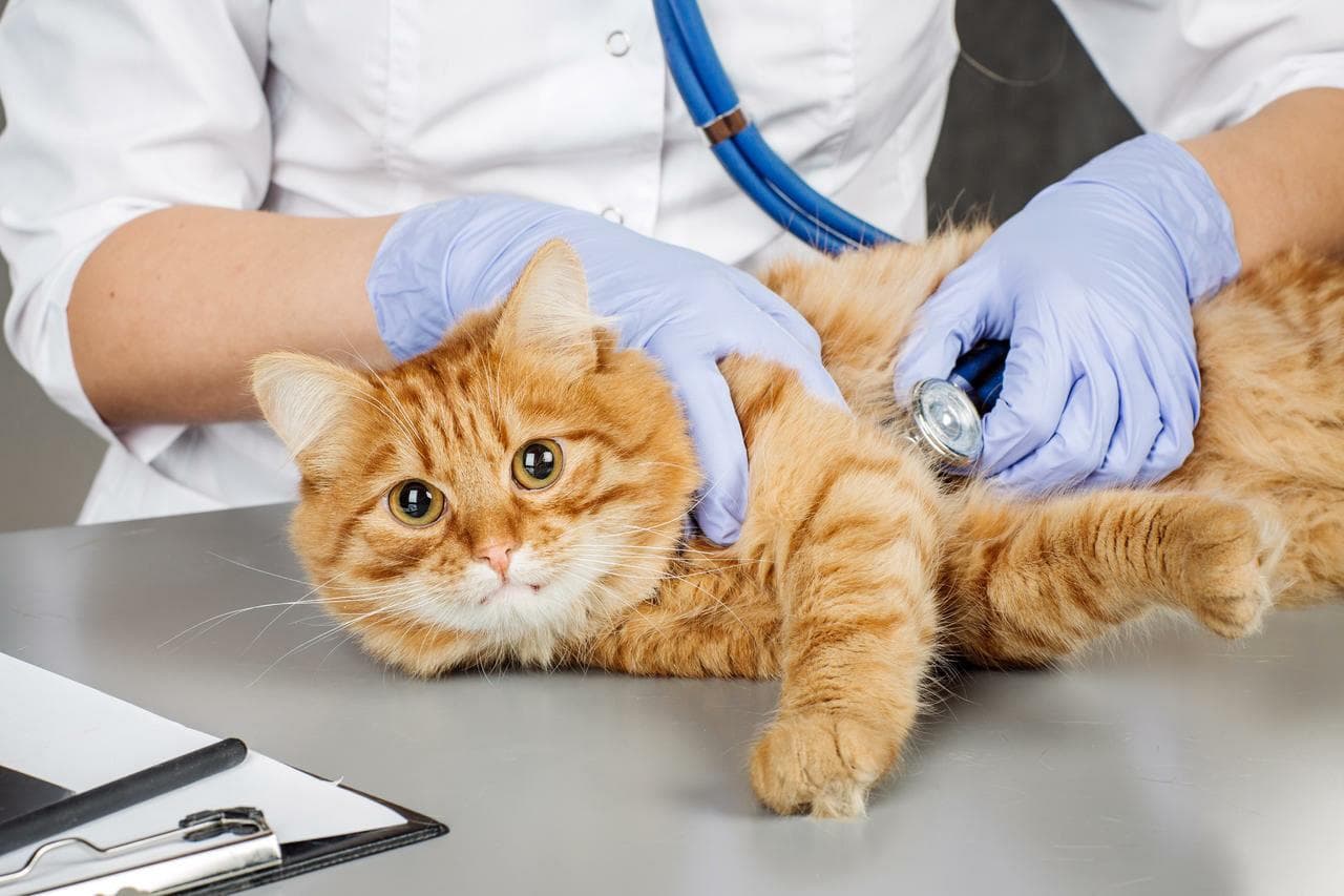 猫咪频繁打喷嚏是什么原因？3 大常见病因解析