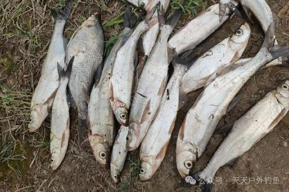 全飞铅钓法详解：夏季野钓小鱼的高效技巧