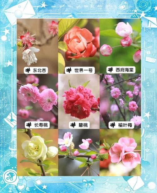 海棠花的种类,海棠花的种类及图片欣赏