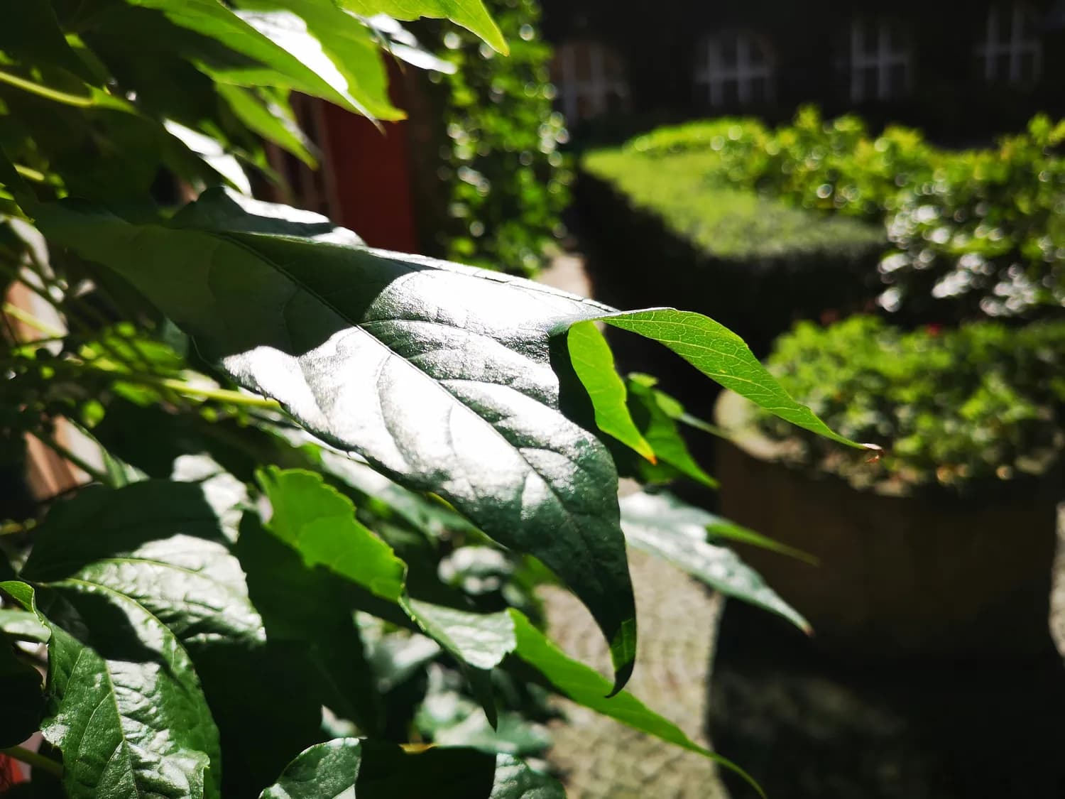 夏日清凉解暑，丝瓜叶的多重功效与食用指南