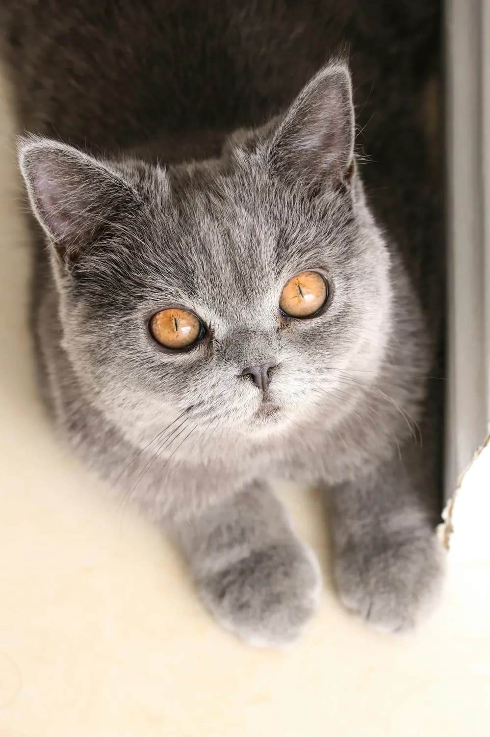 养一只英短猫，享受悠闲时光