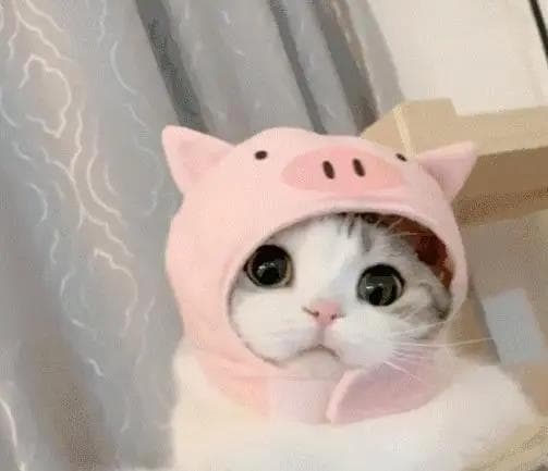猫咪无言的“凝视”，不只是看看那么简单！