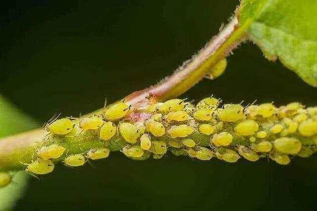 蔬菜上蚜虫的防治，4种不用农药的方法，非常实用