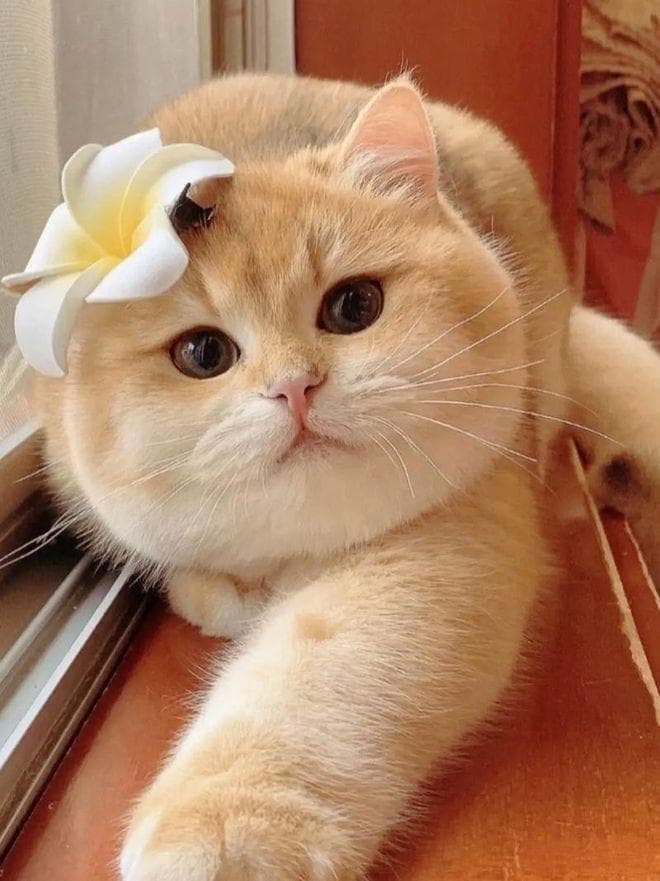 精致穷养猫翻车实录：月均500元预算背后的财务陷阱！