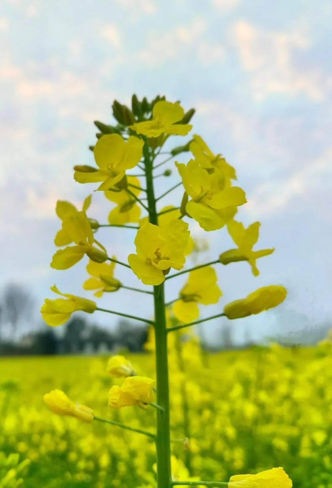 油菜花下的诗意盎然——探寻古人笔下的油菜花诗句