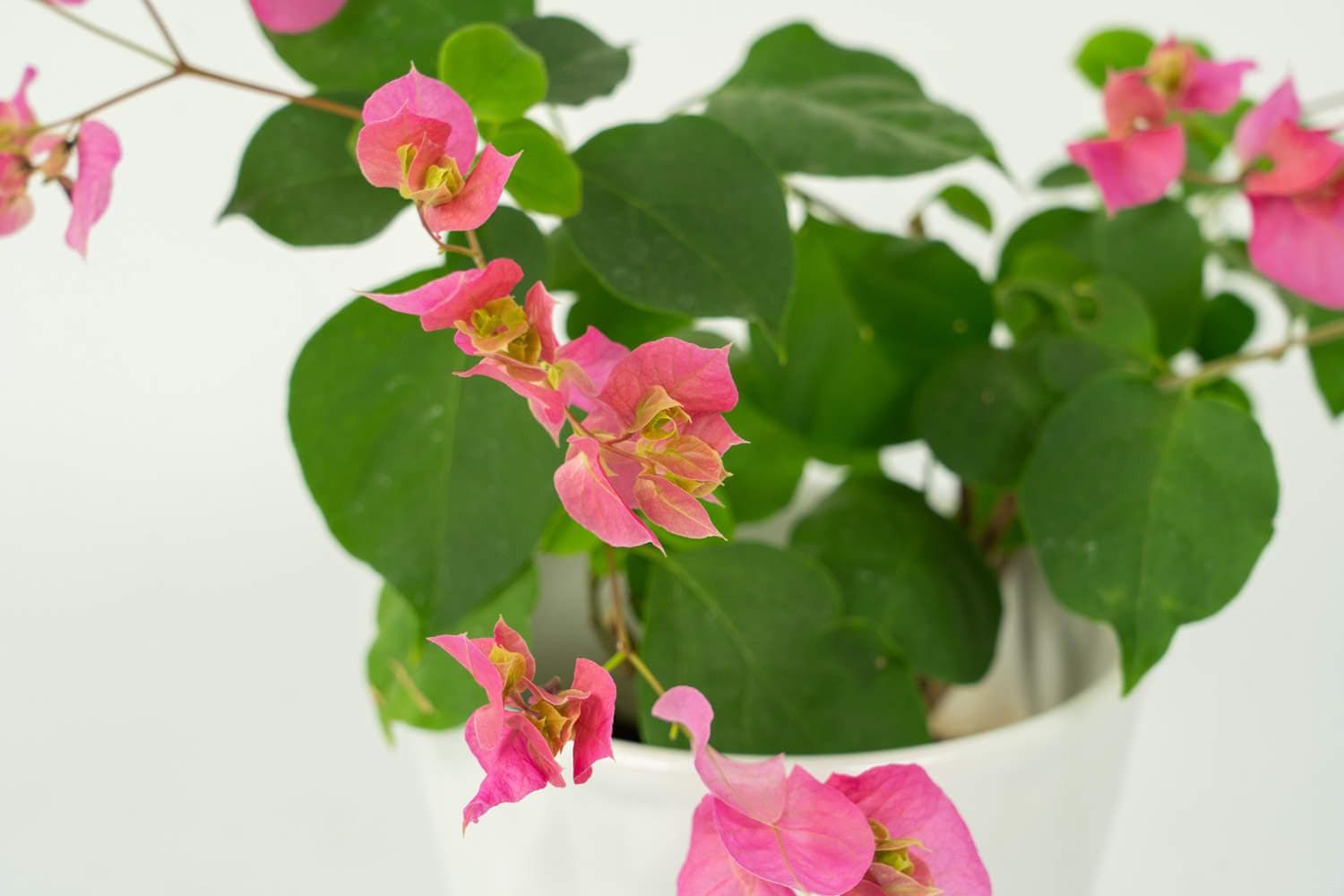 三角梅的花期养护指南