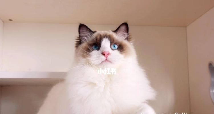 一岁布偶猫体重标准及健康管理指南