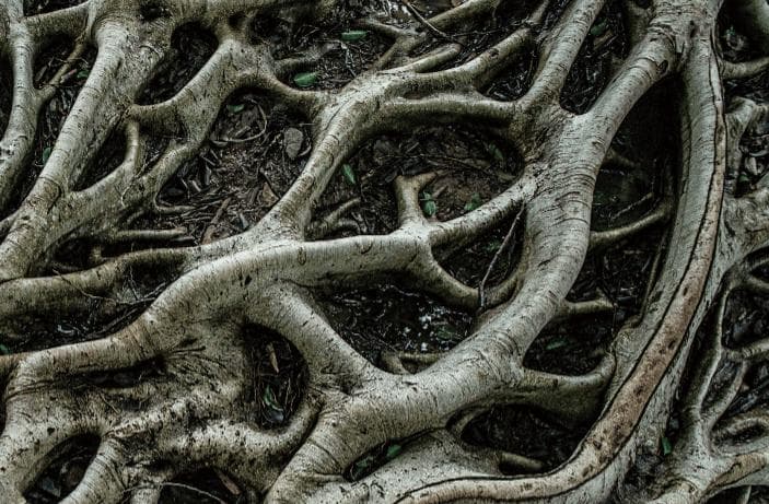 揭秘植物界的“空中根系”：气生根的神奇功能与进化奥秘