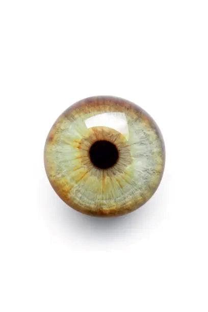 人眼：了解虹膜和学生的大小变化