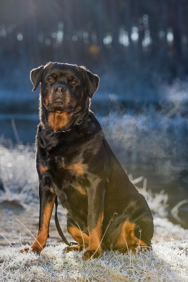 罗威纳犬饲养指南：六大维度打造理想家庭伙伴