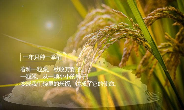 生态食品的诞生：依托黑土地，全程严监管，为您鲜送到家