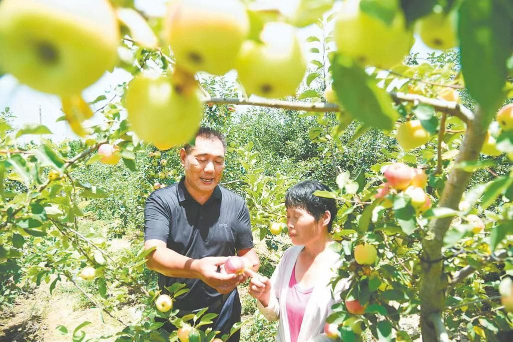 河南杞县沙沃乡：发展产业为乡村振兴赋能