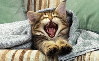 猫咪睡眠咕噜声：原因与宠物情感表达