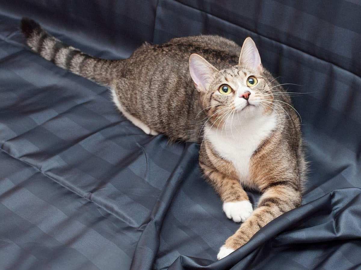 猫咪呕吐怎么办？这份科学应对指南请收好