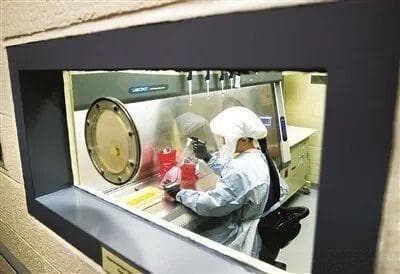 美国实验室猴子出逃事件：生物安全风险与国际政治影响