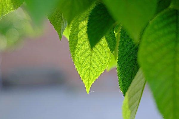 中医眼科学中的“翳”：概念、症状与治疗方法