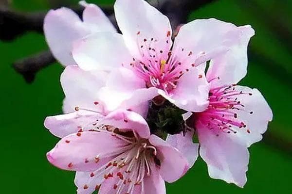 桃花什么时候开花？环境因素影响揭秘