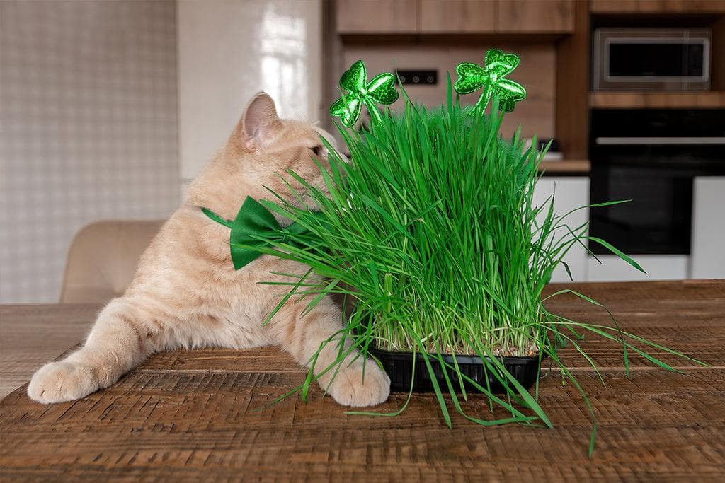 猫草和猫薄荷一样吗？种植猫草只要6步骤 帮助猫咪疗癒放鬆
