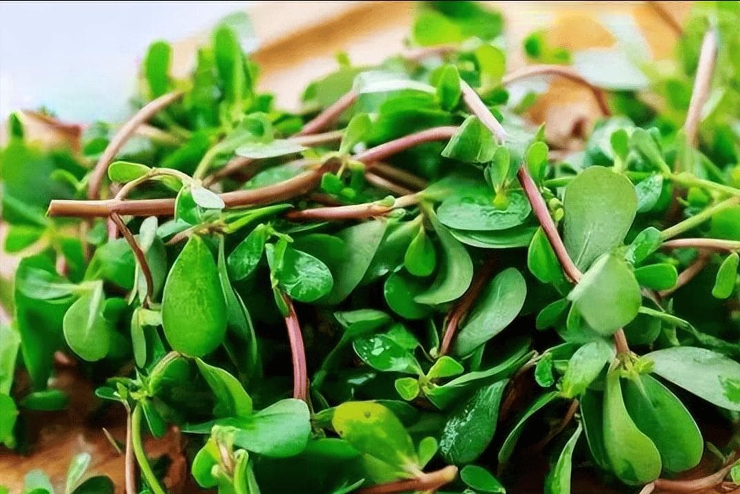 马齿苋是什么季节的蔬菜？生长在什么地方？从种植到食用全解析