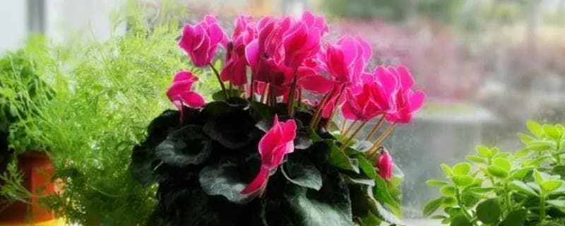 仙客来不开花？可能是温度太低或光照不足等