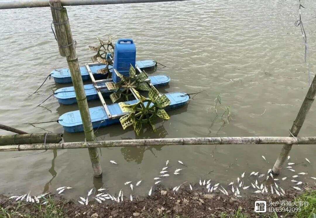 水温越高，发病越凶！黄颡鱼“链球菌”高峰死鱼上千条，让你防不胜防