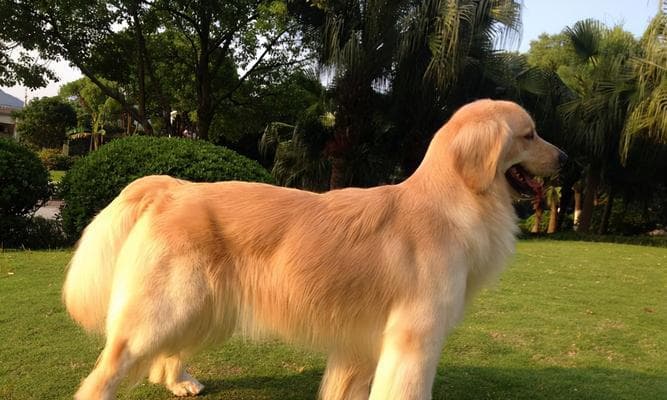 哈巴狗饲养全攻略：从选犬到日常护理，让你成为哈巴狗专家
