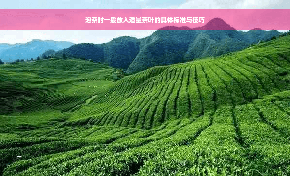 泡茶时一般放入适量茶叶的具体标准与技巧