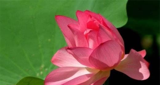 荷花，中国国花的由来和文化意义