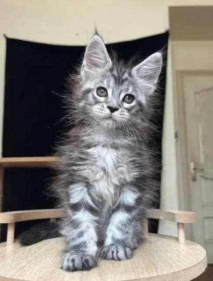 你家猫主子是真高冷还是“隐形舔猫”？5个表现揭秘它的真实内心！