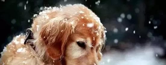 犬瘟热治疗的有效方法（以宠物为主，让你的爱犬恢复健康）