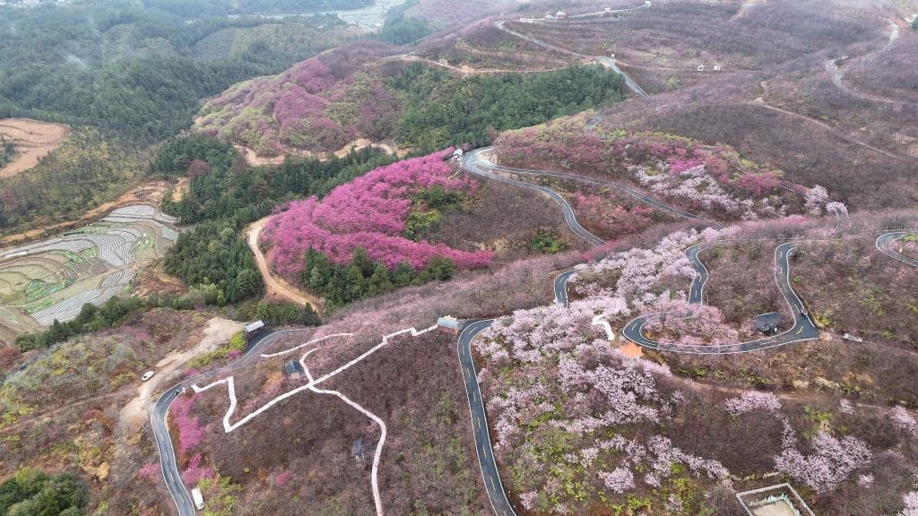赏漫山樱花、泡能喝的温泉，福建清流将山水资源变为浪漫旅游新潮流