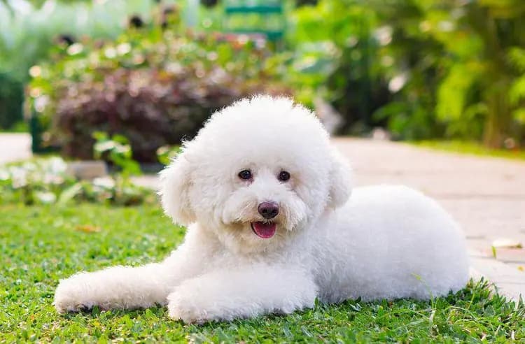 探寻不掉毛、无体味的理想犬种