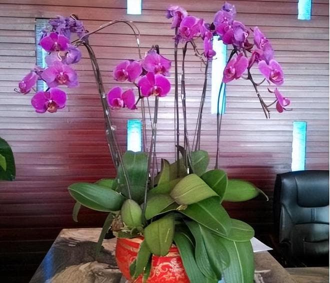 蝴蝶兰浇水指南：从浇水原则到季节性差异
