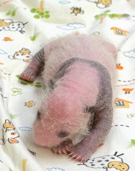 香港海洋公园大熊猫双胞胎最新照：一雌一雄，正长黑色斑纹