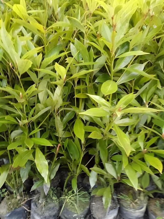 金丝楠木多少年成材，金丝楠木的种植与养护方法