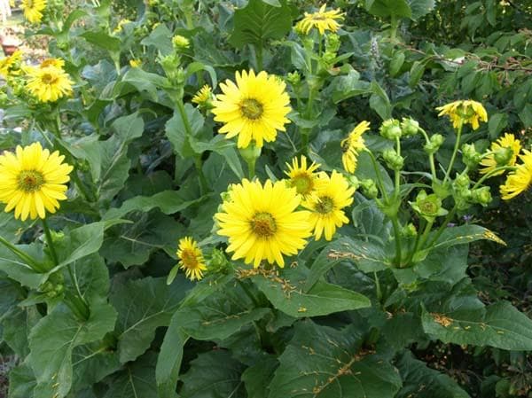 串叶松香草种植指南：播种时间、环境要求与价值解析