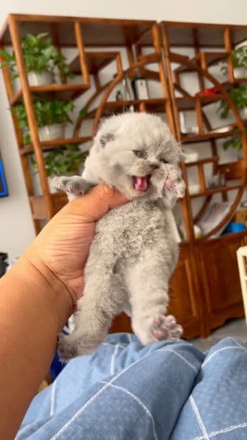 猫咪磨爪全攻略：从原因到工具选择，一文读懂猫咪磨爪行为