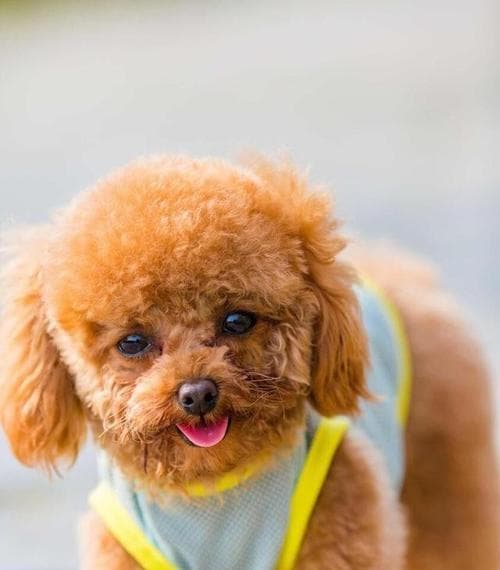 如何判断泰迪是否为纯种犬？（从外观特征到血统证明，全方位判断泰迪纯种性）