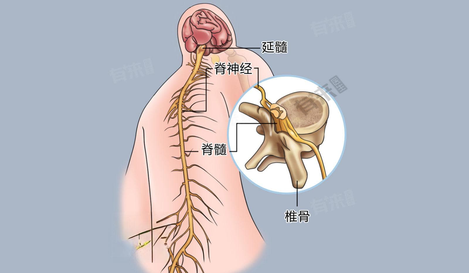 脊髓具有什么功能