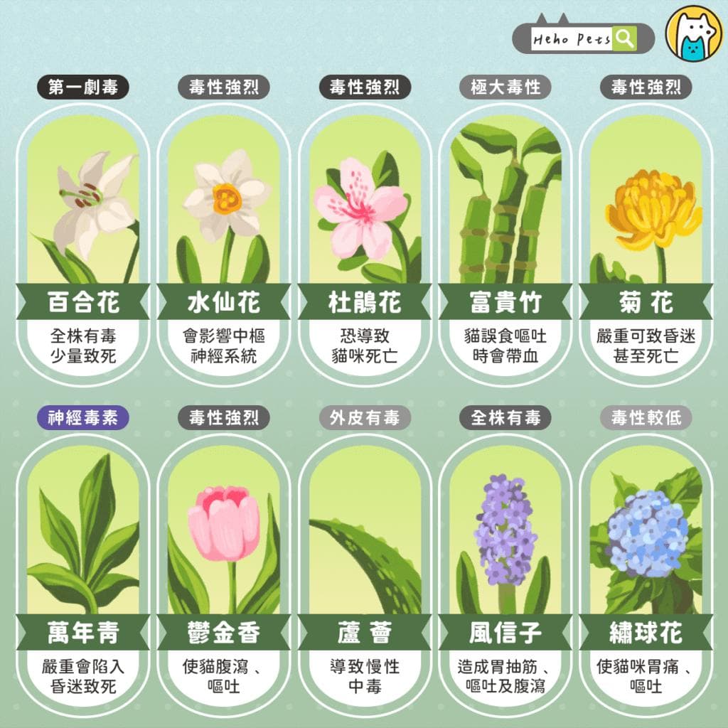 盘点10种对猫咪有害的常见植物，百合是第一剧毒，“吃到一点会致命”