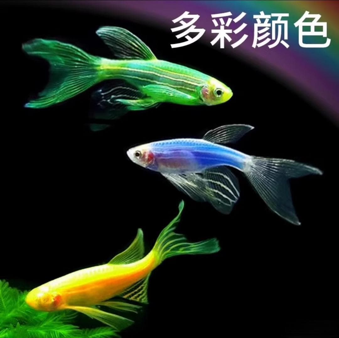 新手必看！蝶翼斑马鱼，轻松养出翡翠绿