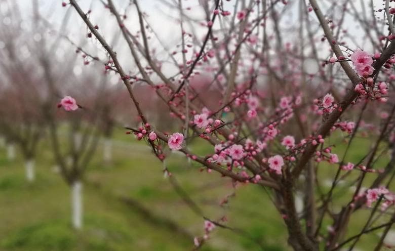 成都都江堰问花村：3000亩花海里的春日盛宴