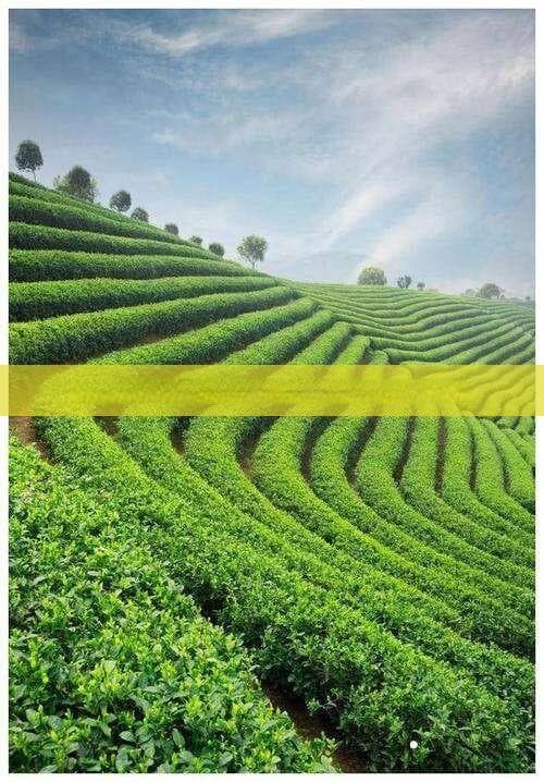 个性化定制普洱茶：打造专属您的独特风味体验