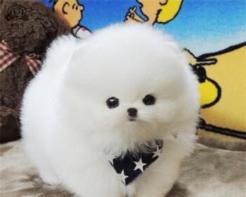 博美FCI犬种标准：从体型、毛发到性格特征全解析