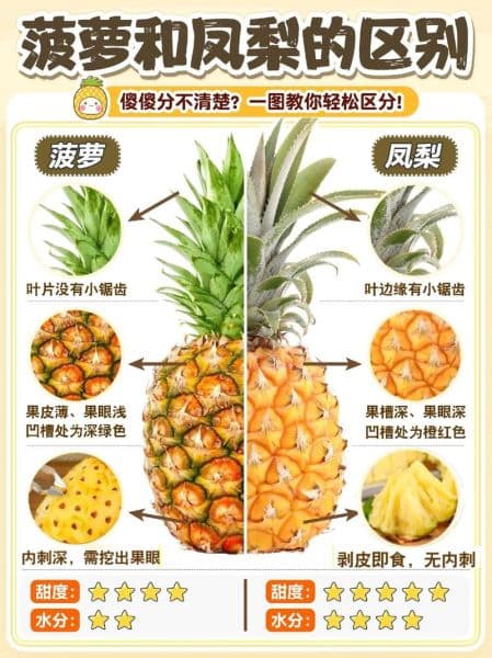 凤梨和菠萝的区别图：凤梨跟菠萝有什么区别呢