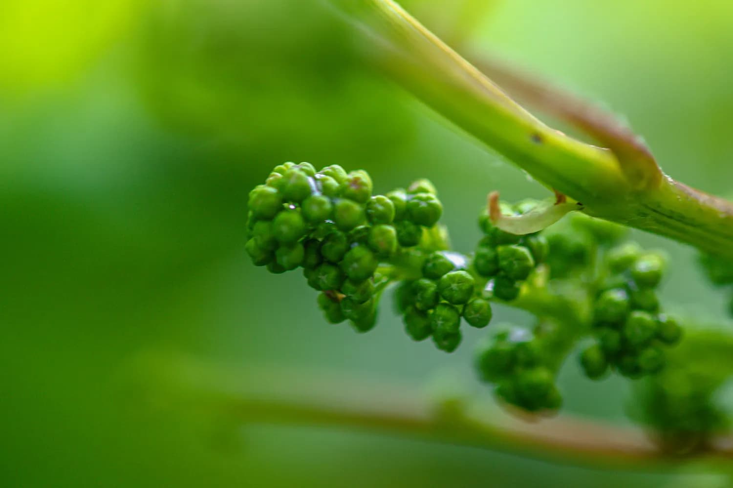 葡萄霜霉病防治新突破：三种新型药剂配合农业措施效果显著