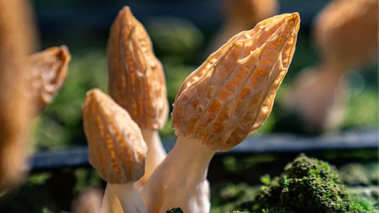 羊肚菌侵染病菌的途径和防治措施
