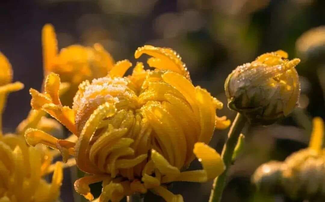 每日诗词|第1035期—【宋】钱时《立冬前一日霜对菊有感》