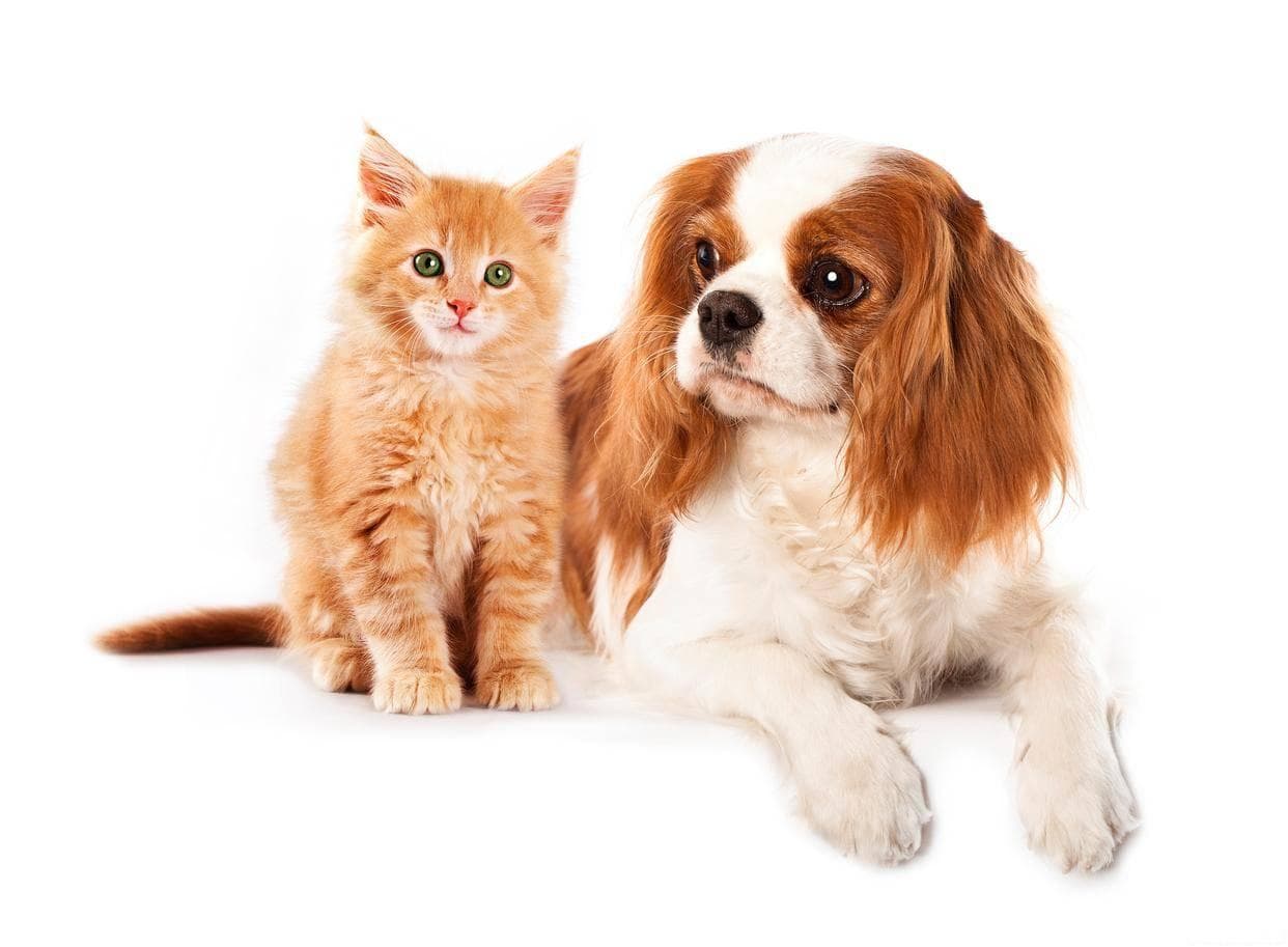 养猫驱邪？老人说养猫不怕“鬼”，养狗不怕“贼”原来是有讲究的