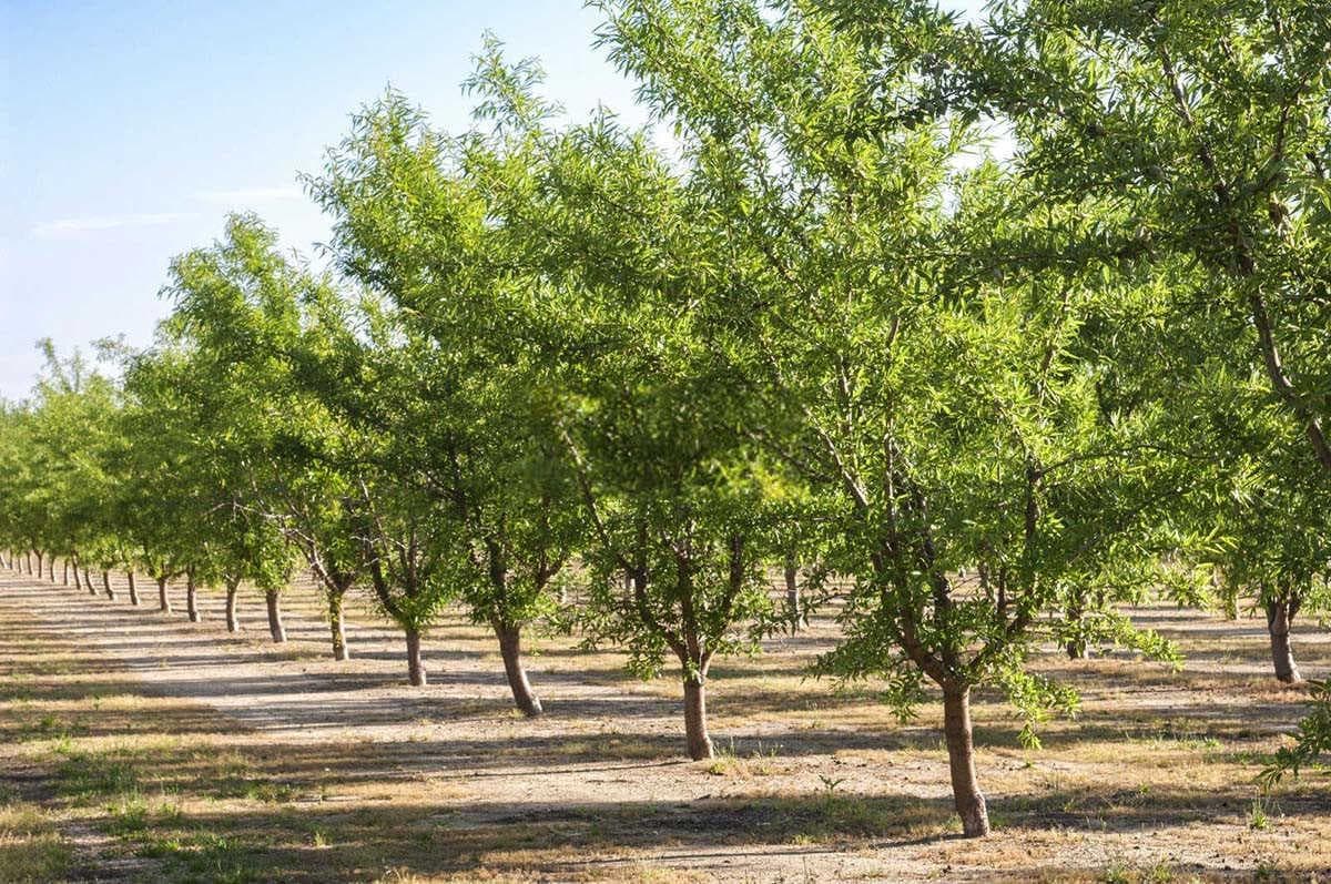 掌握关键：果树栽培管理与种植技术要点详解
